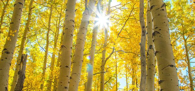 Sunburst in Aspen Grove